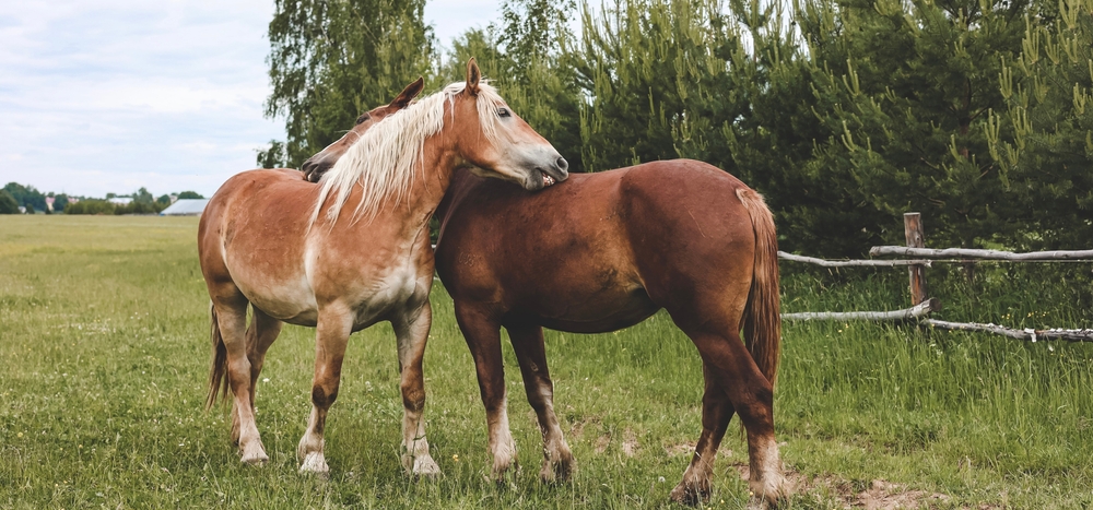 Cushings or PPID in Horses