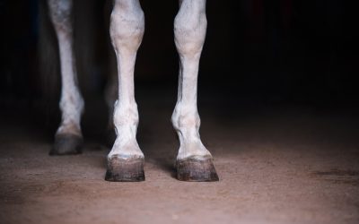 Scary Wounds on Horses