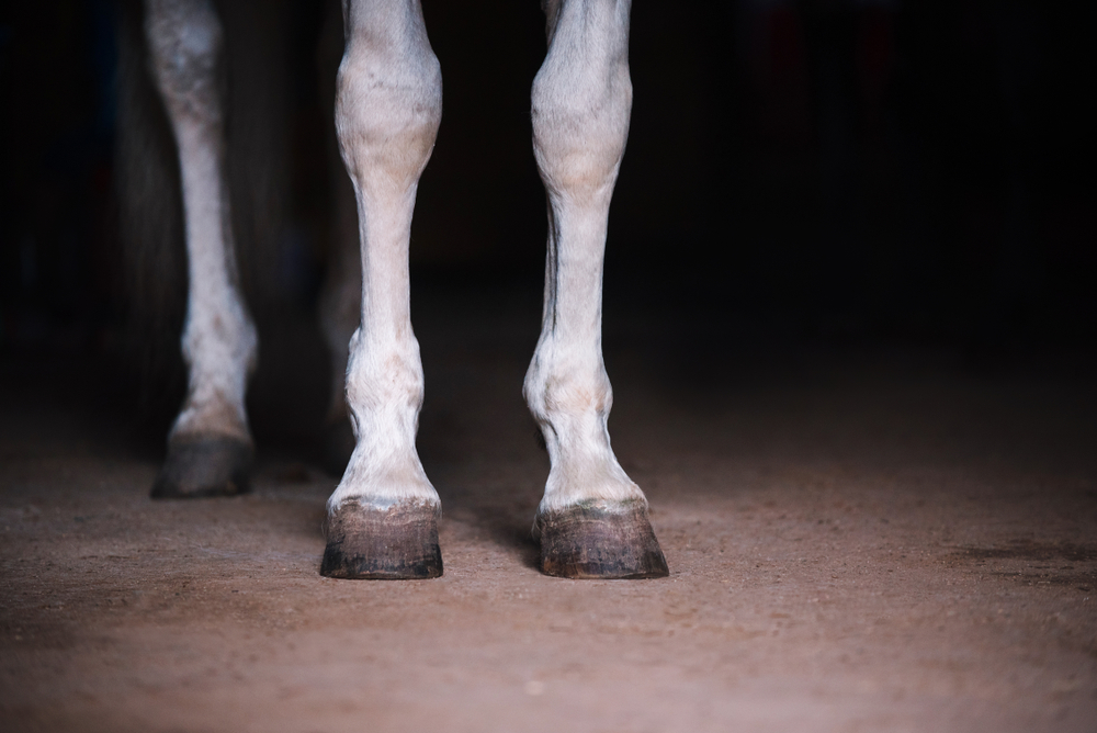 Scary Wounds on Horses