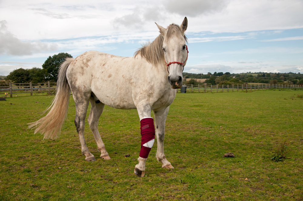 Springhill Equine Veterinary Clinic