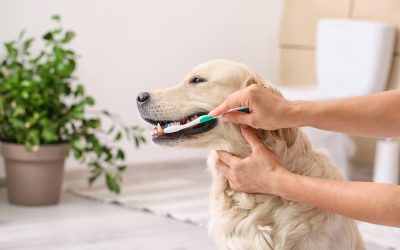 Dog and Cat Dental Care 101