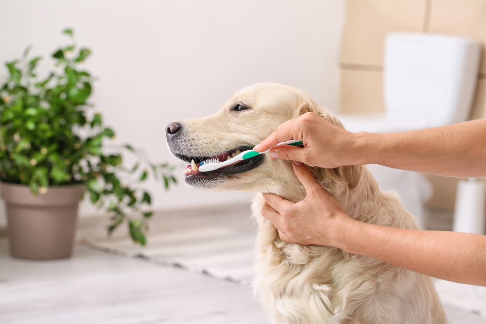 Dog and Cat Dental Care 101